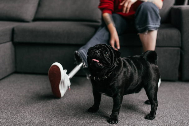  Cropped view of pug beside woman with prosthetic leg on sofa in living room, selective focus - Фото, изображение