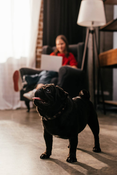 Selective focus of pug and woman with leg prosthesis and laptop in living room - Valokuva, kuva