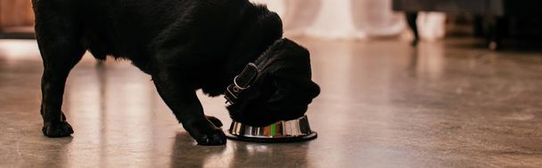Pug feeding from bowl on floor at home, panoramic shot - 写真・画像