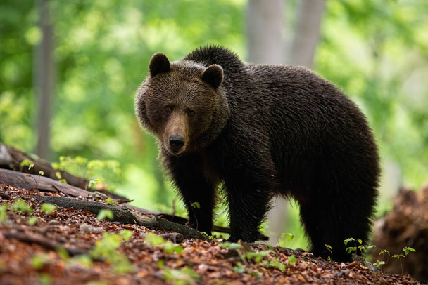 Een shaggy vrouwtje van bruine beer met droevig gezicht op het bos heuvelrug - Foto, afbeelding