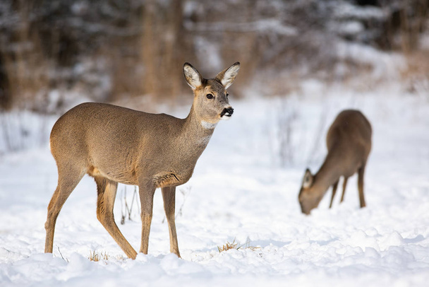 Para dorosłych jeleni karmi się zimą na zaśnieżonym polu. - Zdjęcie, obraz