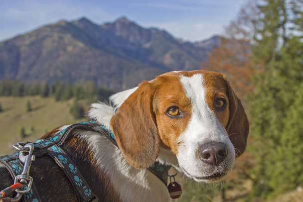 Beagle hike to Trainsjoch - Foto, Imagem