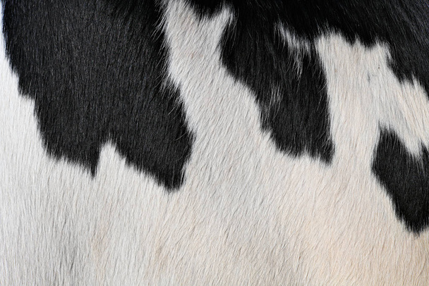 ein Fragment der Haut einer Kuh in Nahaufnahme auf einem Hintergrundfoto. - Foto, Bild