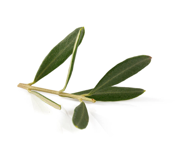 twig of olive tree isolated on white background - Fotó, kép