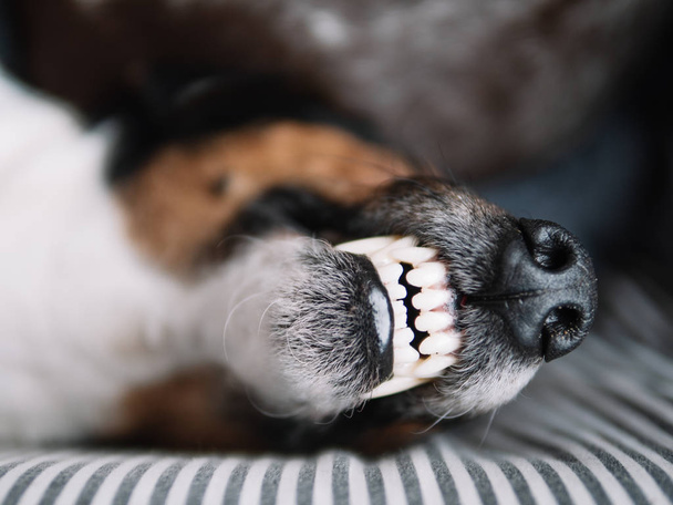 Sleeping terrier dog with toothy smile - Photo, image