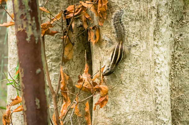 Küçük, çizgili bir kemirgen sincaplar yağmur ormanları bölgesinde bir ağaç gövdesine tırmanırken görülmüş. Doğa davranış temalı hayvanlar. Sonbahar geçmişi olan vahşi hayvanlar.. - Fotoğraf, Görsel