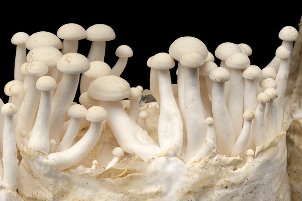 грибы - Фото, изображение
