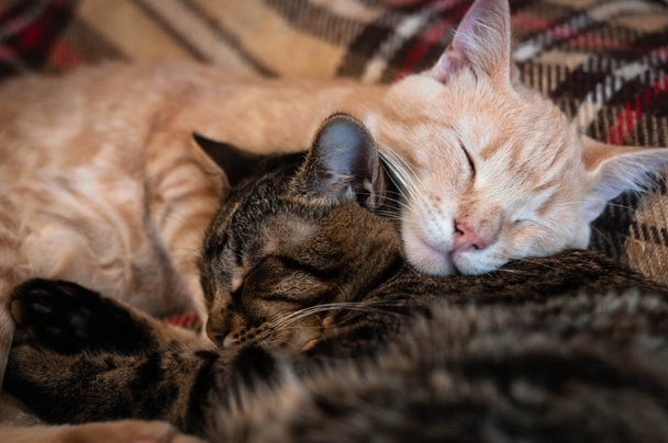 suave foco de dulce marrón y rojo tabby gatos durmiendo y abrazando en cama en casa
 - Foto, Imagen