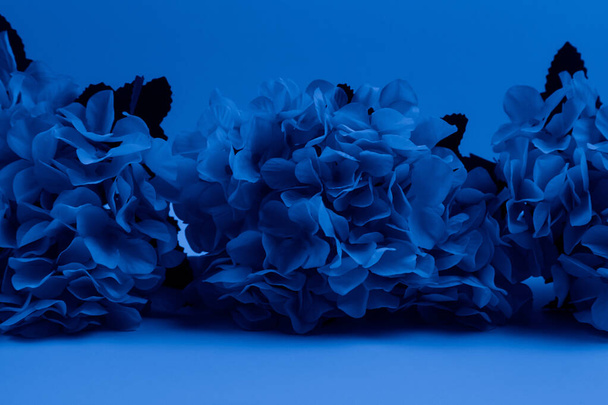 Hortensia azul clásico de moda sobre un fondo azul clásico. Clos.
 - Foto, Imagen