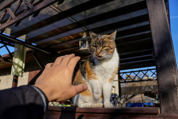 Drapieżnik atakuje ludzką dłoń. Brutalna ofensywa udomowionego kota na świeżym powietrzu w Pergoli. Gry między osobą a kotkiem. Koncepcja zabawy z kotem na życie i śmierć - Zdjęcie, obraz