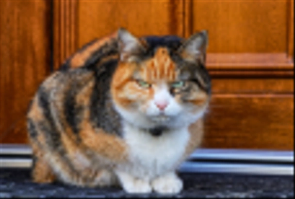Angry felis catus domesticus садится перед входными дверями. Она так злится, потому что хозяин позволил ей подождать снаружи. Концепция домашних животных и людей
 - Фото, изображение