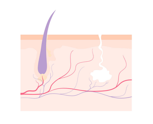 Human skin with hair follicle, sweat gland and capillaries. - Vektör, Görsel