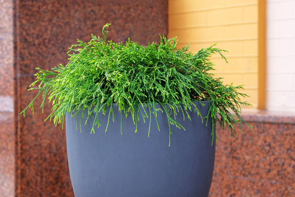 Cypress in outdoors pot. Thuja occidentalis danica in container, - Photo, Image