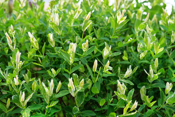 salix integra dekorative Gartenpflanze weiße und grüne Blätter. Busch der Weide sind vollblättrige japanische, hakuro-nishiki. natürlicher weißer, rosa und grüner Hintergrund. - Foto, Bild