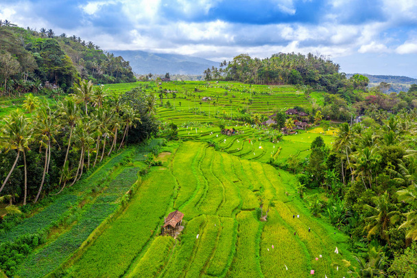 Вид с террасы на рисовые поля Бали, Индонезия
. - Фото, изображение