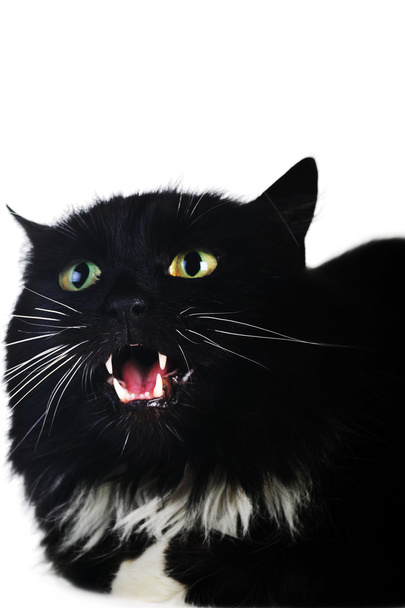 Black cat - Фото, изображение