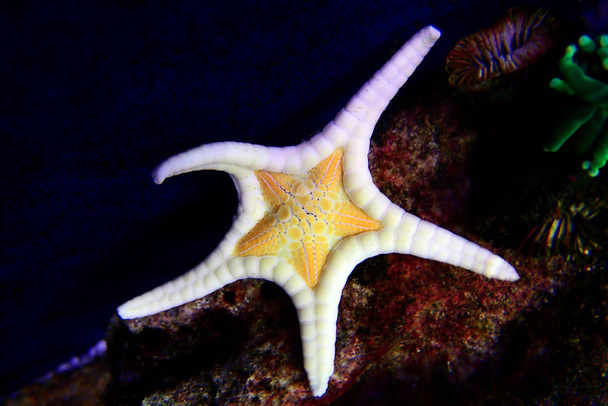 Ikon kettős tengeri csillag (Iconaster longimanus) - Fotó, kép