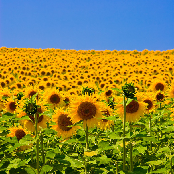 Słonecznikowe pole - Zdjęcie, obraz