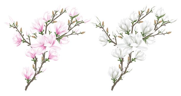 White and pink magnolia flower branches on white background. Vector illustration. - Vector, Image