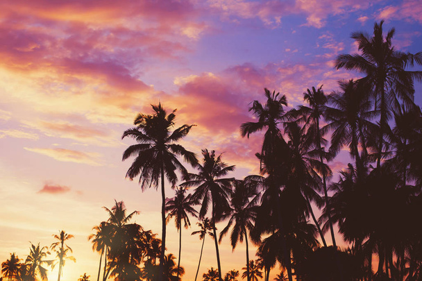 Tmavé siluety kokosových palem proti barevnému západu slunce   - Fotografie, Obrázek