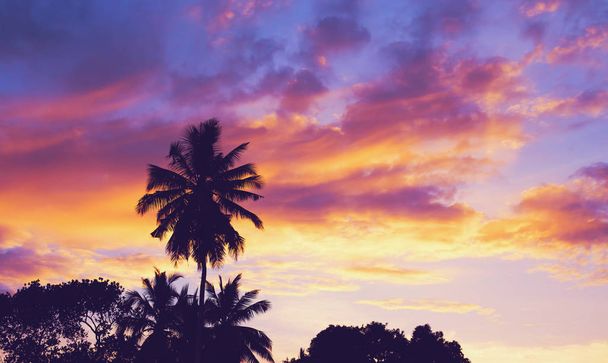 Tummat siluetit kookospalmuja vastaan värikäs auringonlasku
   - Valokuva, kuva