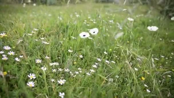 Papoilas brancas e margaridas em grama verde balançam no vento em um dia ensolarado
 - Filmagem, Vídeo
