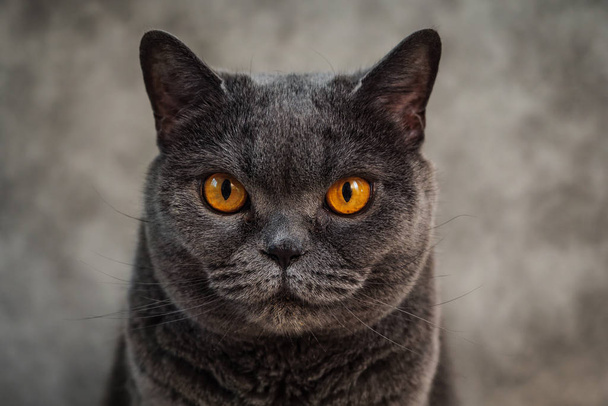 Портрет британской короткошерстной кошки. Портрет крупного плана
 - Фото, изображение
