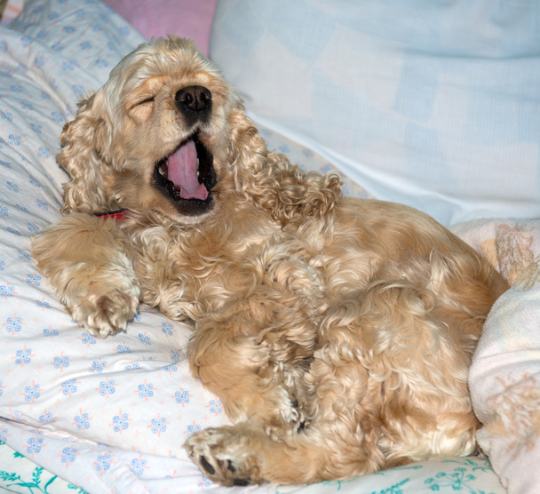 Spaniel acostado en la cama y bostezando
 - Foto, Imagen