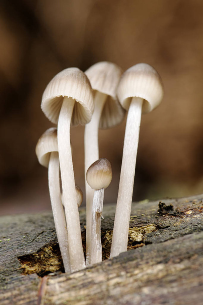 Міцена гематопус кровотеча казковий шолом красивий гриб, який росте, утворюючи корсети на лагах і розкладаючи деревину
 - Фото, зображення