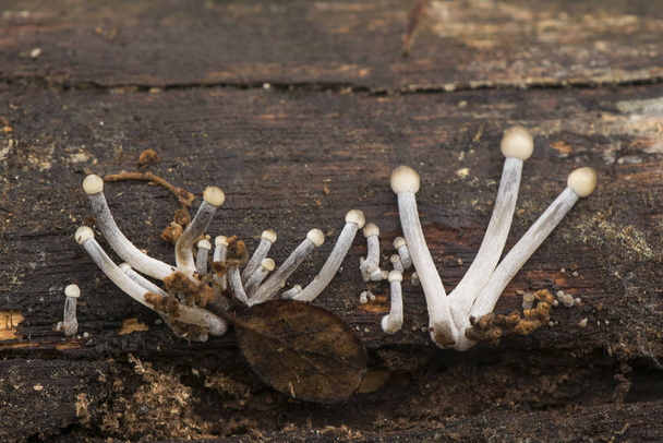 Mycena hematopus verenvuoto keiju kypärä kaunis sieni, joka kasvaa muodostamalla kukkakimput lokit ja lahoava puu
 - Valokuva, kuva