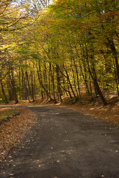 葉や木で舗装された長いアスファルトの道 - 写真・画像