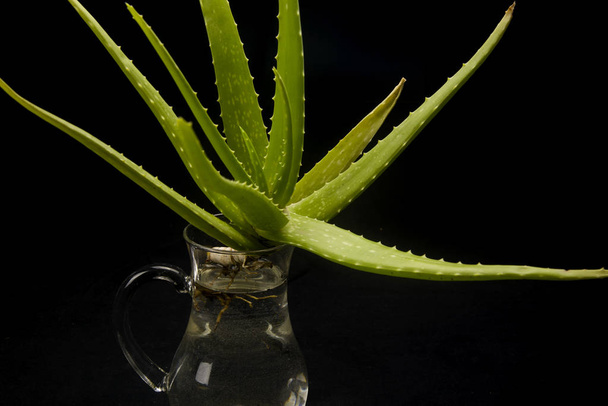 ριζοβολία φυτών aloe-vera σε κανάτα με νερό - Φωτογραφία, εικόνα