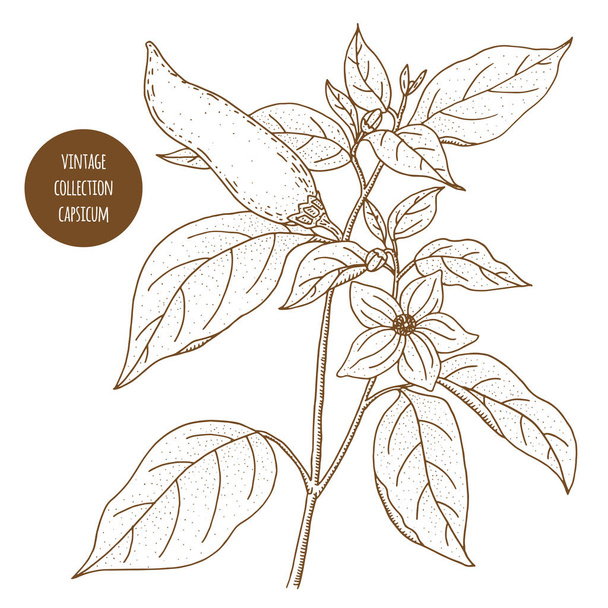 Capsicum. Pepper. Vintage botany vector hand drawn illustration  - Vektor, obrázek