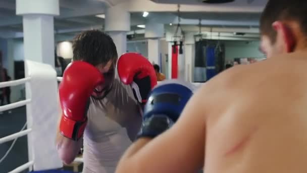 Trening bokserski w pomieszczeniach - dwóch mężczyzn walczących agresywnie na ringu - popycha przeciwnika do rogu i sprowadza go na dół - Materiał filmowy, wideo