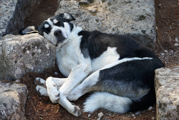 Ein Hund schläft friedlich in der archäologischen Stätte von Mykene - Foto, Bild