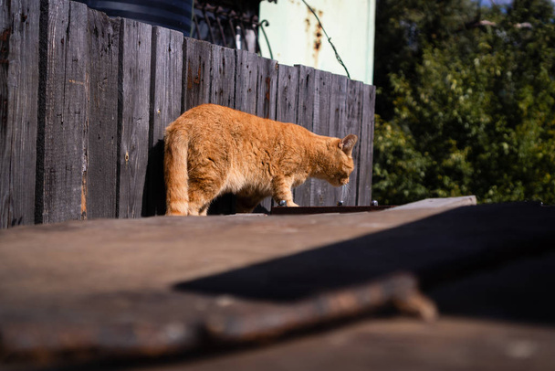 Μια κόκκινη γάτα περπατάει σε μια παλιά επιφάνεια μπροστά από ένα φράχτη από ξύλινες σανίδες σε μια φάρμα. Ηλιόλουστη καλοκαιρινή μέρα με γούνα. - Φωτογραφία, εικόνα
