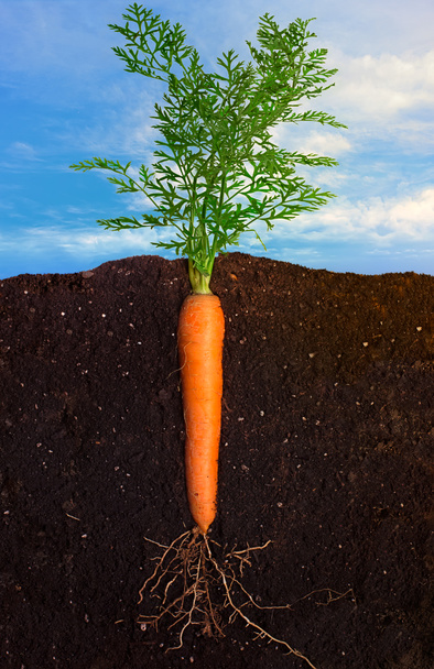 Fresh Carrot - Foto, immagini