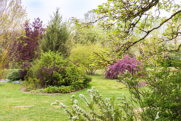 Een kleurrijk siertuin landschap in het voorjaar, een verscheidenheid aan groene tinten voor planten en bomen, en een bloeiende sierappel met een paarse kleur. - Foto, afbeelding