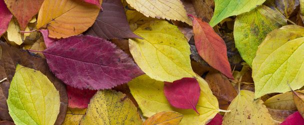 gekleurde bladeren achtergrond - Foto, afbeelding