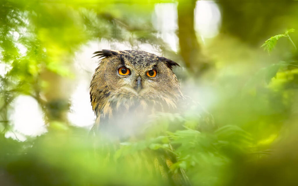 Eurasian Eagle Owl Bubo Bubo sedí na větvi v zelených listech a pozoruje lov. - Fotografie, Obrázek