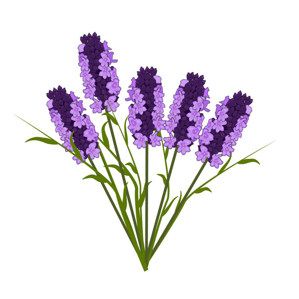 Lavender isolated on white background. Fresh cut fragrant lavender flowers bunch. Bouquet of lavender flowers. Botanical, aromatherapy treatment spa, floral decor or health illustration. Stock vector - Vettoriali, immagini