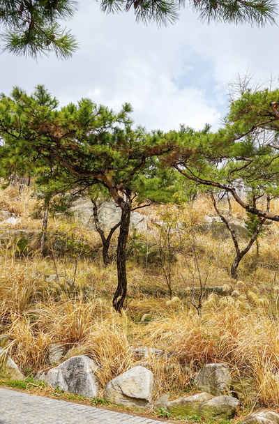 Pinos jóvenes en una colina rocosa, hierba seca amarillenta. Corea, Seúl
. - Foto, Imagen