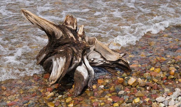 An old tree trunk, now driftwood, has landed on the lakeshore of Jackson Lake. - Photo, Image