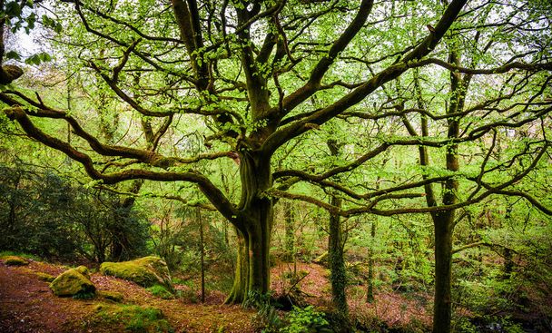 Велике старе дерево wih moss
 - Фото, зображення