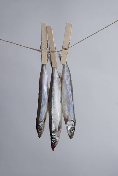 Silver fish hanging on a rope - Foto, Imagem