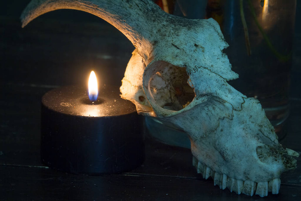 Still life with a bouquet of protea, black burning candle and a goat skull on a dark background, selective focus - 写真・画像