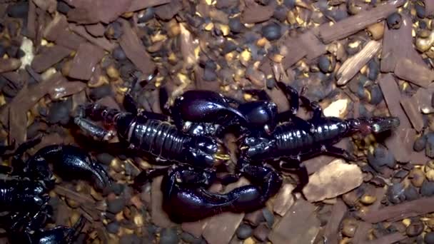 4k uhd des Skorpions (heterometrus) kämpfen - Filmmaterial, Video