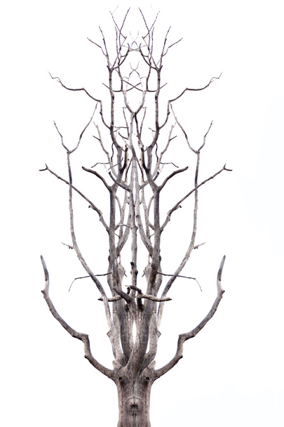 Dead tree on white background and see seems Deer Antler. - Photo, Image