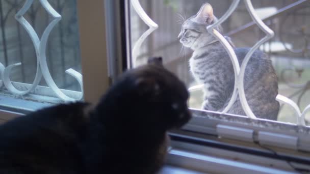 fekete macska fekszik az ablakpárkányon, és nézi a macska kívül az ablakon - Felvétel, videó