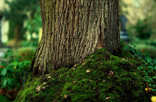 fatörzs mohos gyökerek és daganatok előtt homályos háttér egy erdőben - Fotó, kép